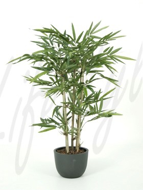 Bamboo Tuff    120