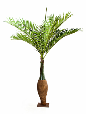 Bottle palm (2) -    345