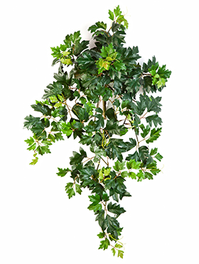 Cissus ellen danica (grape ivy) Ranker    70
