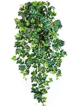 Cissus ellen danica (grape ivy) Ranker    90