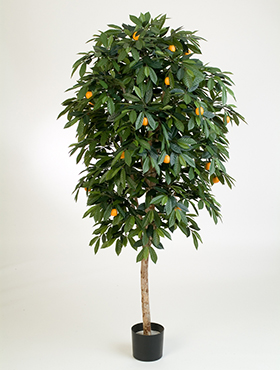 Citrus mandarine -    170