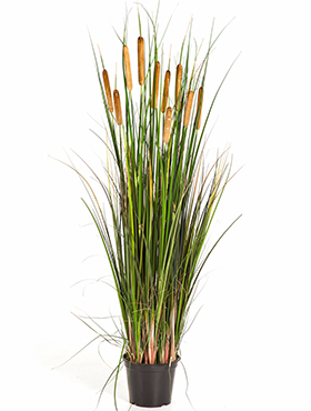Cattail grass -    120