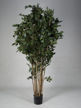 Ficus exotica Stamm Multi    240