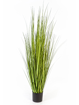 Carex grass Variegated    150