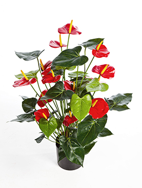 Anthurium de luxe Red with pot    78