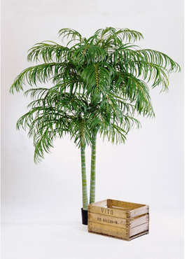 Areca palm De luxe    240