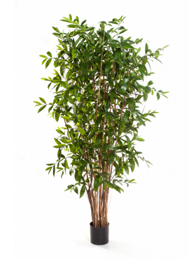 Dracaena surculosa tree -    270