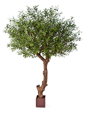 Natural olive tree poly Trunk    270