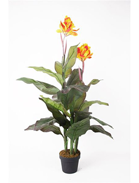 Canna Yellow in pot    120