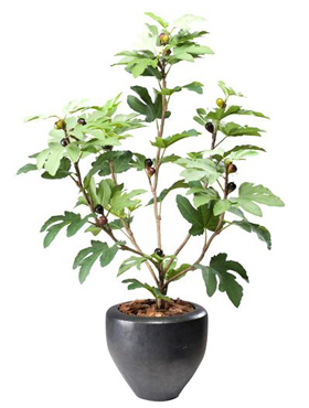 Fig tree -    110