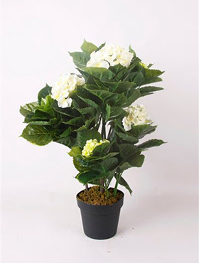 Hydrangea White in pot    75