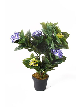 Hydrangea Blue in pot    75