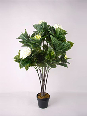 Hydrangea White in pot    110