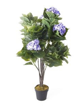 Hydrangea Blue in pot    110