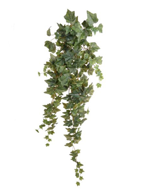 Ivy Green hanging bush    100