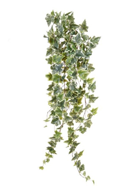 Ivy Green/white hanging bush    100