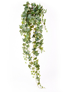 Ivy Hanging bush green    120