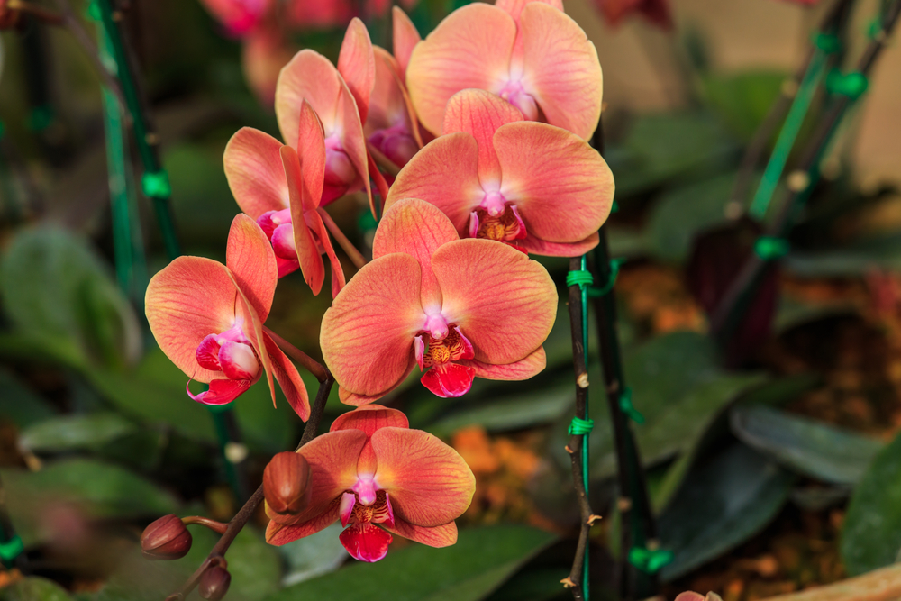 Máte rádi orchideje? Naučte se je pěstovat hydroponicky
